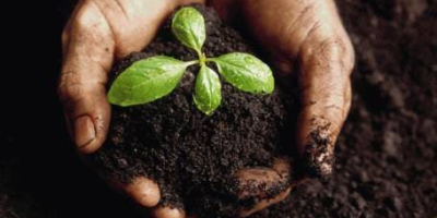 Simțiți-vă liber să contractați semințe agricole: secară, păiuș, timoteu,