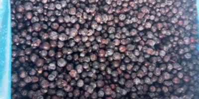 Forest blueberry for sale from Ukraine. Only TIR Quantities.