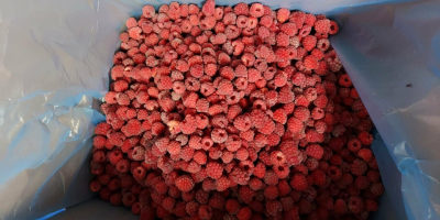 I will sell a frozen raspberry 95/5 from Belarus.