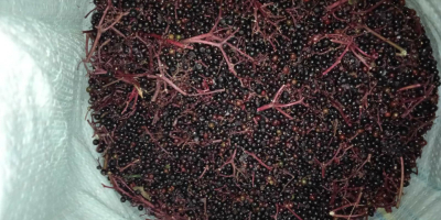 I will sell frozen elderberry from Ukraine. Only TIR