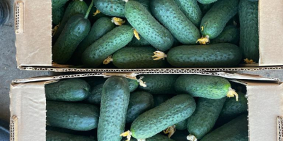 I will sell greenhouse cucumbers with spikes from Belarus.