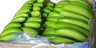 Fresh Cavendish Bananas for sale contact us for more