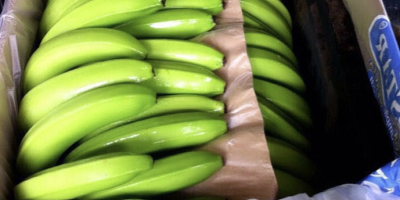 Frische Cavendish-Bananen zum Verkauf kontaktieren Sie uns für weitere
