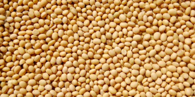 Average price of soybeans from € 408 and above