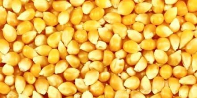 Average price of yellow maize from 157 Euro and