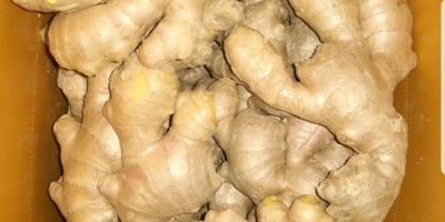Ginger can be used fresh dried powdered or as
