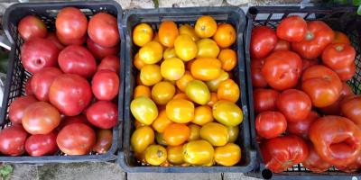 I will sell field tomatoes - round, lima -