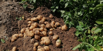 Hallo, ich habe Kartoffeln, Weinsorte, Kartoffeln direkt vom Bauern