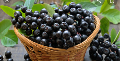 I will sell torn aronia by hand, on request,