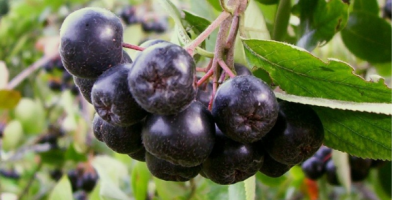 I will sell torn aronia by hand, on request,