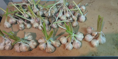 I offer Jarus spring garlic from my organic plantation
