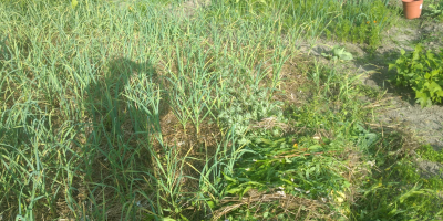 Ofer usturoi de primăvară Jarus din plantația mea organică