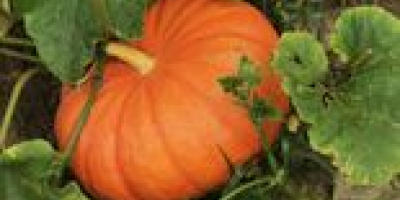 I have different varieties of edible pumpkins in Organic
