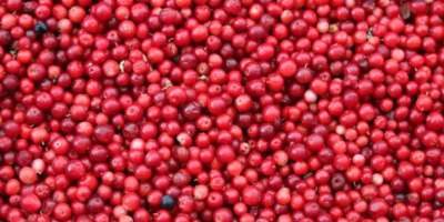 Hello, I am selling fresh marsh cranberries. With the