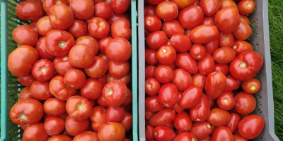 Round and lima (ovoid) ground tomatoes for sale. Big,