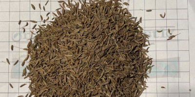 I am selling cumin, there is 19500 kg in