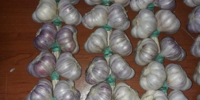 POLNISCHER HARNAŚ KNOBLAUCH - aromatisch, intensiv. 1. Ein Geflecht