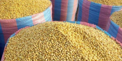 200 tons of soybeans for sale, 200 tons. Soybeans