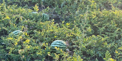 Melons with pink core, 5-12 kg