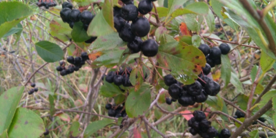 Feel free to buy chokeberry fruit. It is torn