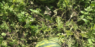 Hello, I have my watermelon for sale, a very