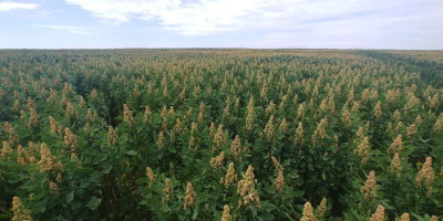 Quinoa este un produs unic provenit din Anzi peruvieni.