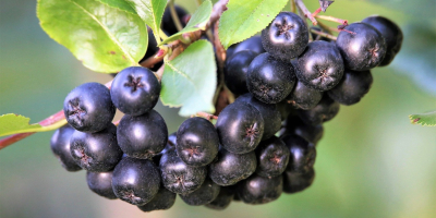 Home-grown aronia for sale. No sprays were used to