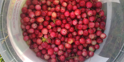 Sumpf-Cranberry