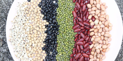 Beans wholesale in assortment (Ukraine) Bins Naturproduct Ukrainian company
