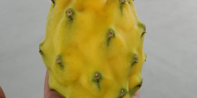 Organic yellow and red pitahaya for export with certificates