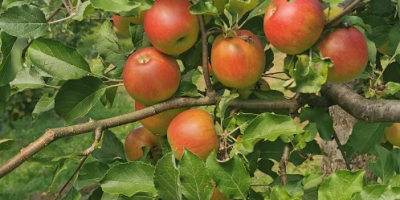 Apples of different varieties, Idared, Jonathan, Generos, Florina, golden.