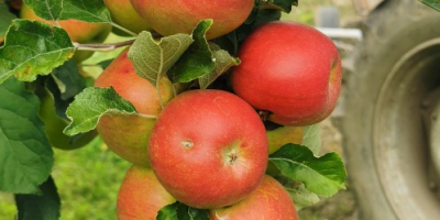 Apples of different varieties, Idared, Jonathan, Generos, Florina, golden.
