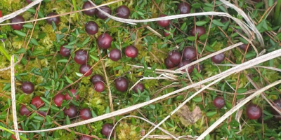 Swamp cranberry for sale.