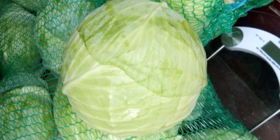 Autumn cabbage for sale in Halmeu, Satu-Mare County, price