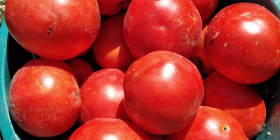 Продавам домати за бульон 1.20 RON кг Тел. 0771698716