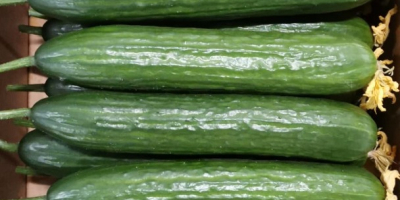 Meva cucumbers. The goods are located in Poland. Payment