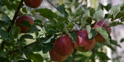 Ich werde 100% Bio-Äpfel, verschiedene Sorten verkaufen. Der Obstgarten