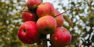 Ich werde 100% Bio-Äpfel, verschiedene Sorten verkaufen. Der Obstgarten