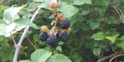 I sell fresh blackberries to order and quantity