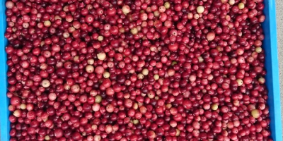 I will sell marsh cranberries, clean, fully ripe. A