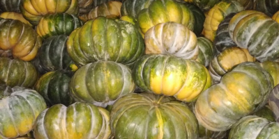 Hello, I have Muscat pumpkins for sale, large quantities,