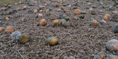 Hello, I have Muscat pumpkins for sale, large quantities,