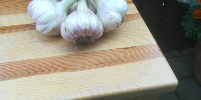 I will sell garlic, harnaś variety. Garlic sold for