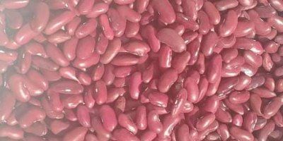 I will sell dry red beans this year