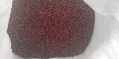 I will sell dry red beans this year