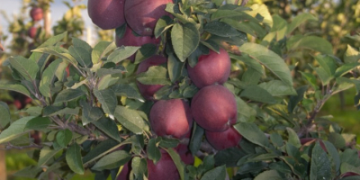 It offers apples of the Adams variety, sizes over