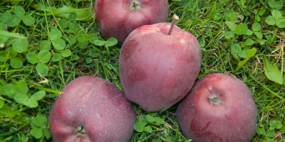 It offers apples of the Adams variety, sizes over