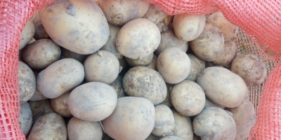 Gala potatoes and vignette. Tasty on the manure. With
