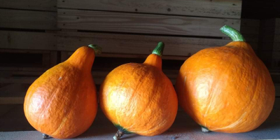 I will sell Hokkaido pumpkins, market quality, about 7