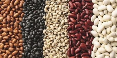 Beans. Any volumes. Delivery Beans from Ukraine. Sale of
